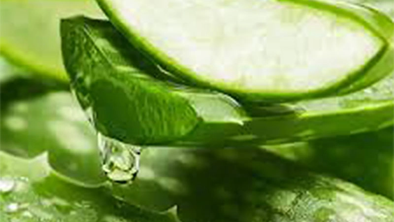 aloe-vera - RYSUN aloe-vera - RYSUN
