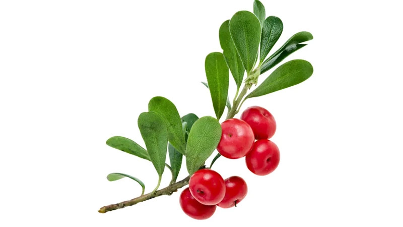 Alpha-Arbutin - RYSUN Alpha-Arbutin - RYSUN