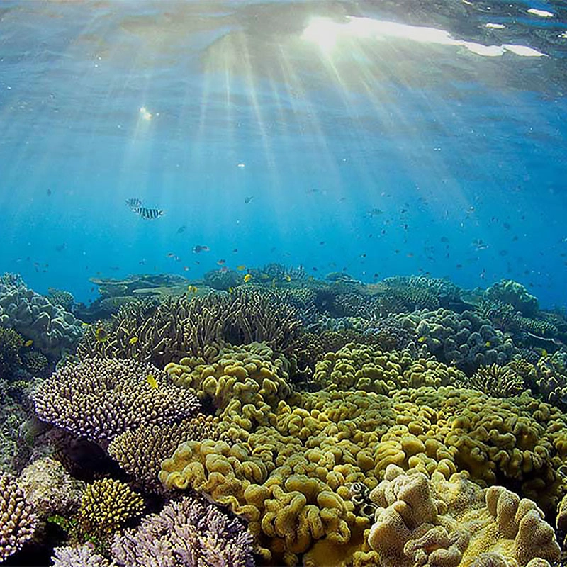Reef-Safe - RYSUN Reef-Safe - RYSUN